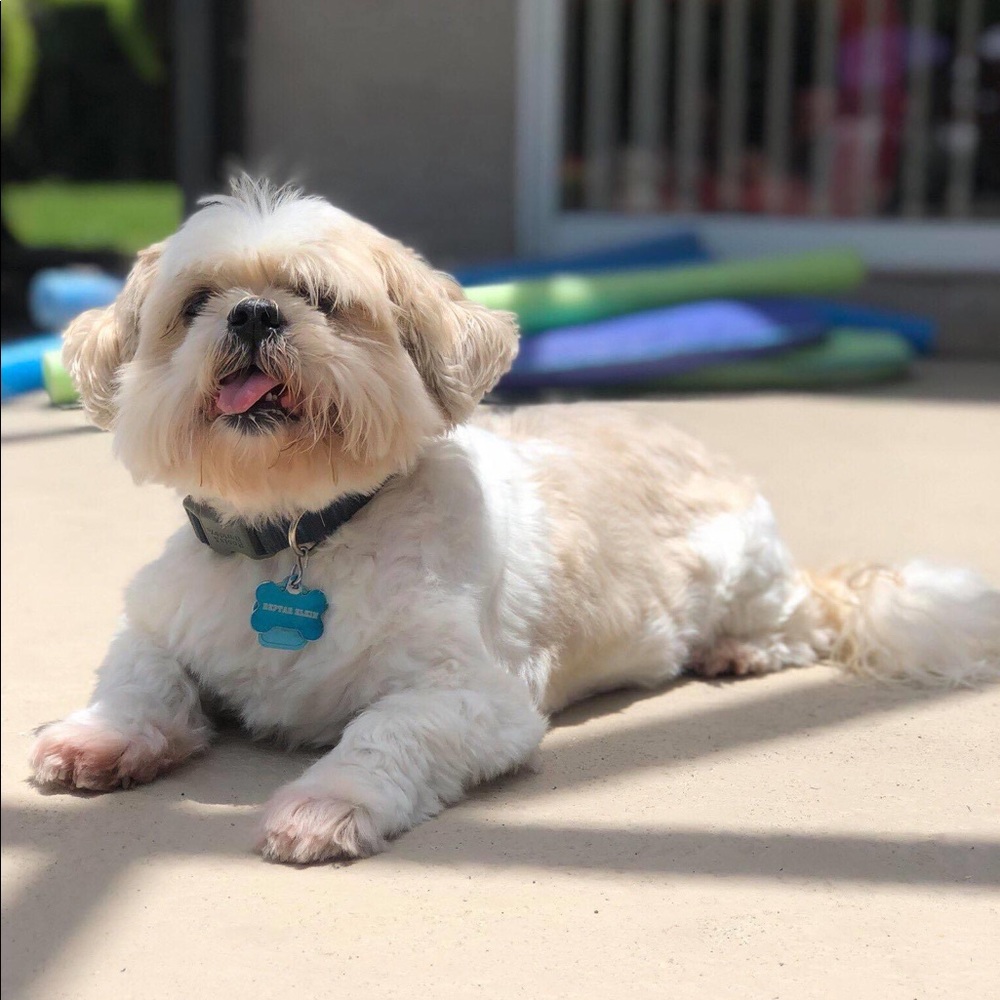 Meet your Posher, Lemor